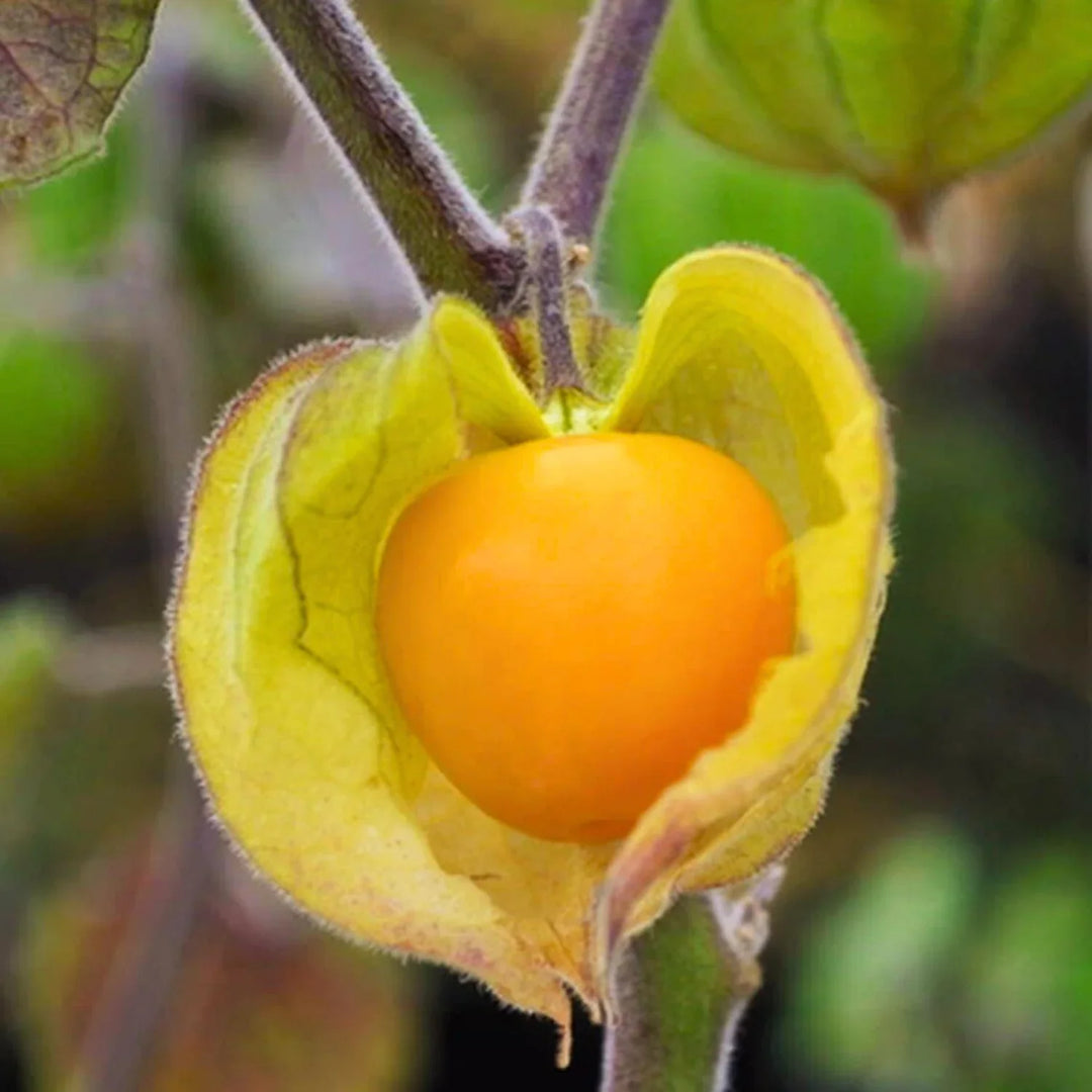 Fruit Seeds,Garden seeds, Seeds For Planting,Plant Seeds