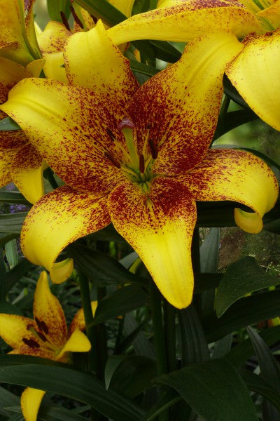 Yellow Brown Lilium Flower Seeds for Planting – Heirloom, Non-GMO, Shade Tolerant, High Germination