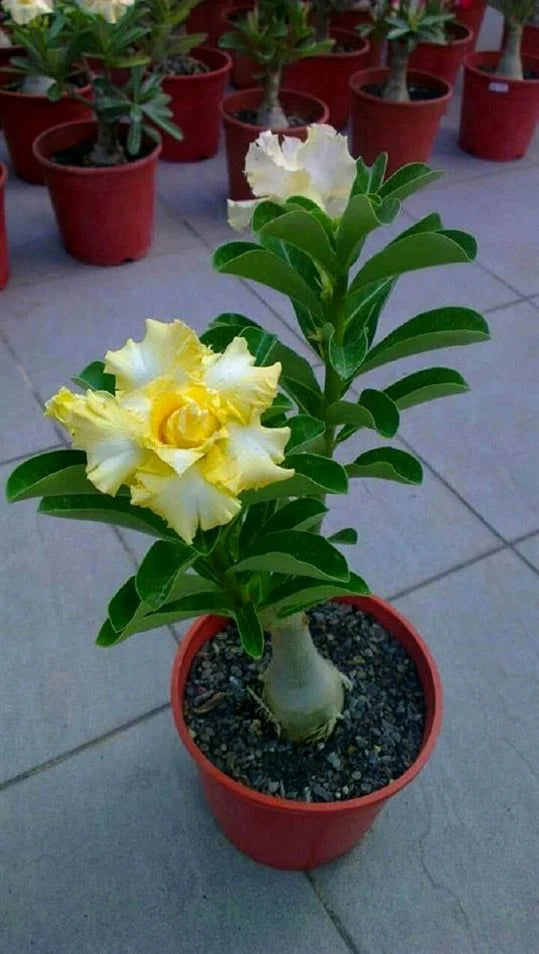 Yellow Green Adenium Flower Seeds for Planting – Heirloom, Non-GMO, High Germination Organic Garden Seeds
