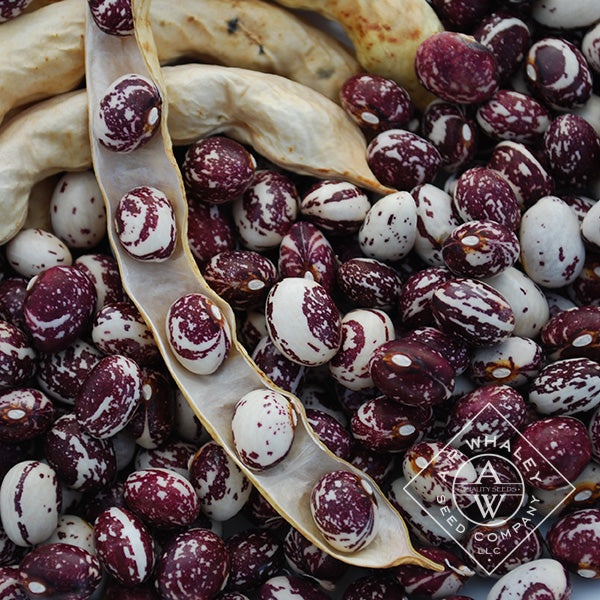 Green Stallard Bean Vegetable Seeds for Planting – Heirloom & Non-GMO Seeds for Hardy Container Legumes