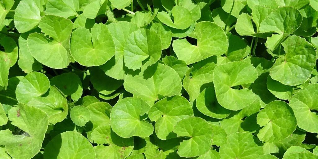 Green Gotu Kola Herb Seeds for Planting – Heirloom, Non-GMO, Organic Garden Seeds with High Germination