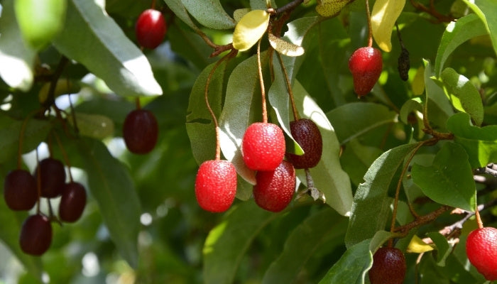 Goumi Berry Fruit seeds for planting – Heirloom & Non-GMO Garden seeds