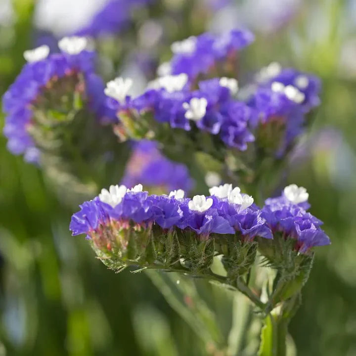 Statice Blue River Flower Seeds for Planting – Heirloom, Non-GMO, Drought-Tolerant Organic Garden Seeds