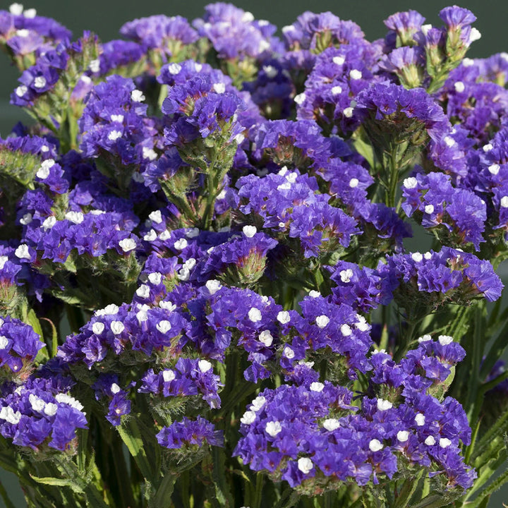 Flower Seeds, Seeds,Seeds For Planting,Plant Seeds