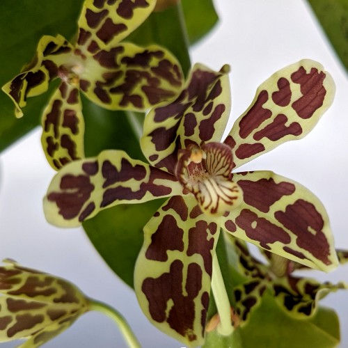 Green Brown Phalaenopsis Orchid Seeds for Planting – Heirloom, Non-GMO, High Germination Organic Garden Seeds