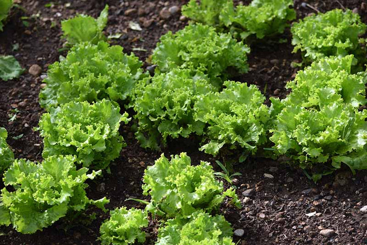 Curly Frisee Endive Lettuce Seeds for Planting – Heirloom, Non-GMO, Leafy Vegetable Garden Seeds – High Germination