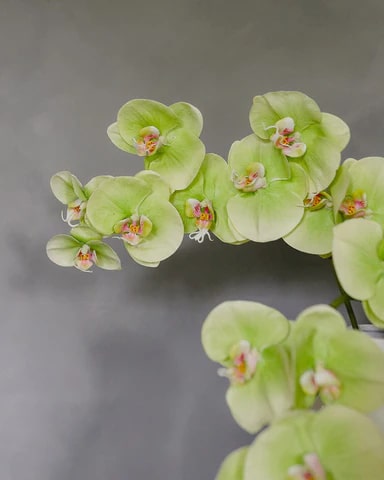 Green Orchid Flower Seeds for Planting – Hardy Variety, Heirloom & Non-GMO Home Garden Seeds