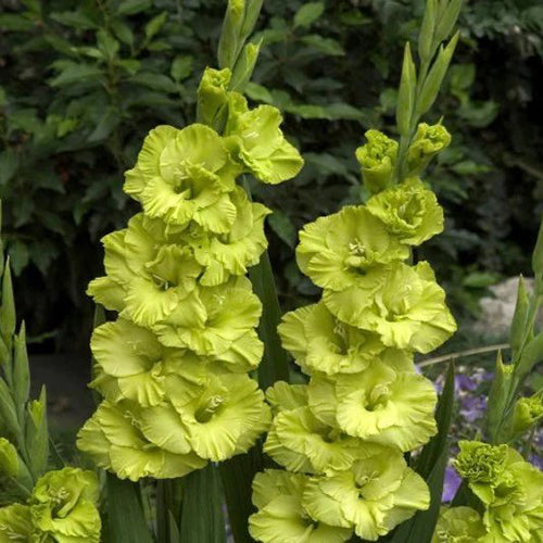 Green Gladiolus Flower Seeds for Planting – Heirloom, Non-GMO, High Germination Organic Garden Seeds for Pollinator-Friendly Gardens