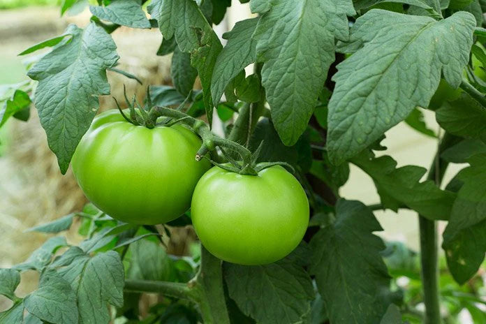 Tomato Vegetable Seeds for Planting – Heirloom & Non-GMO Garden Seeds