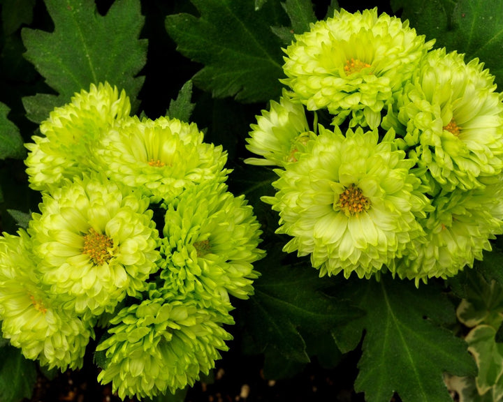 Light Green China Aster Flower Seeds for Planting – Heirloom, Non-GMO, High Germination Seeds