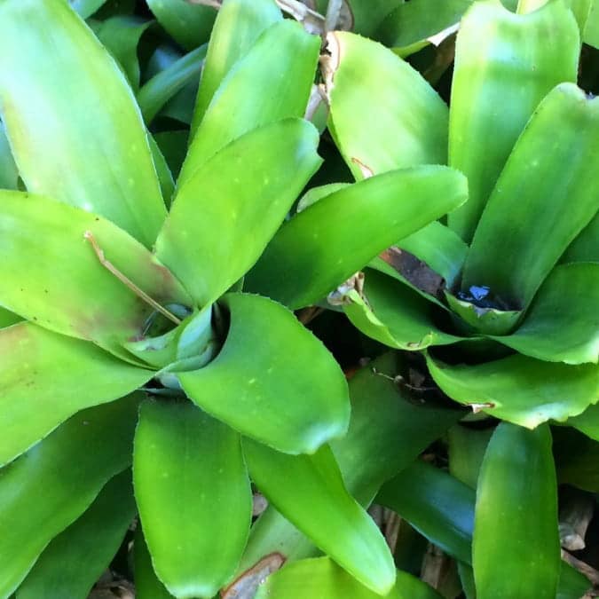 Green Bromeliad Flower Seeds – Hardy Variety, Heirloom &amp; Non-GMO Seeds for Home Garden
