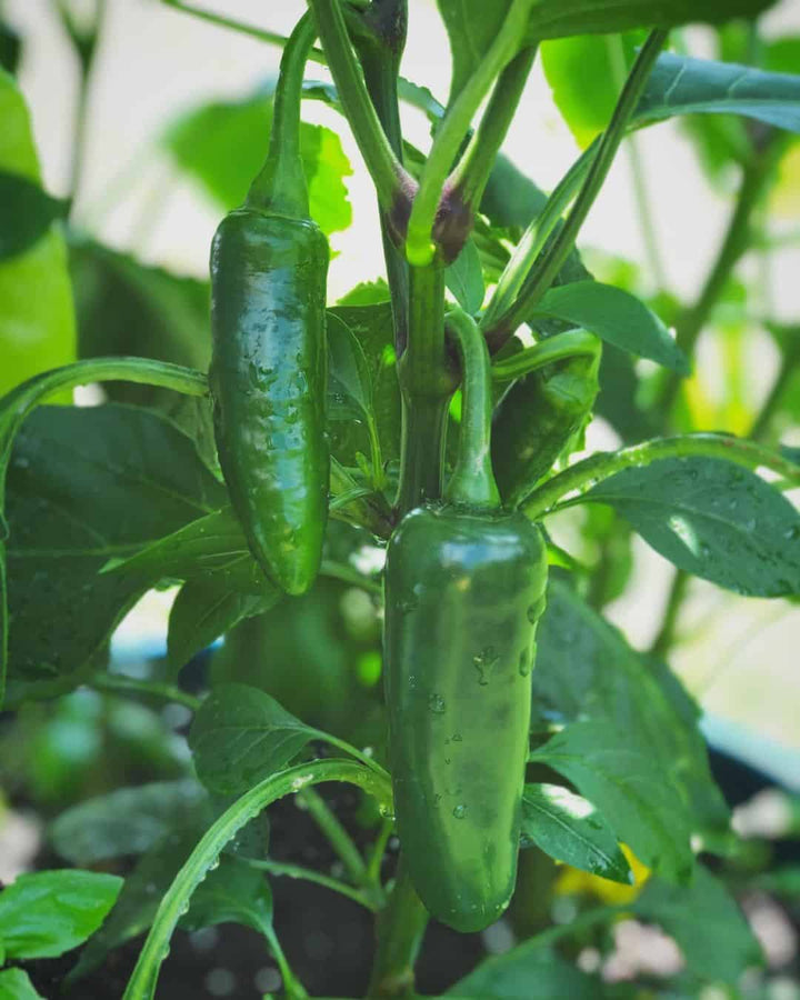 Jalapeño Chili Seeds for Planting – Heirloom Non-GMO Spicy Vegetable Seeds with High Germination for Organic Gardens