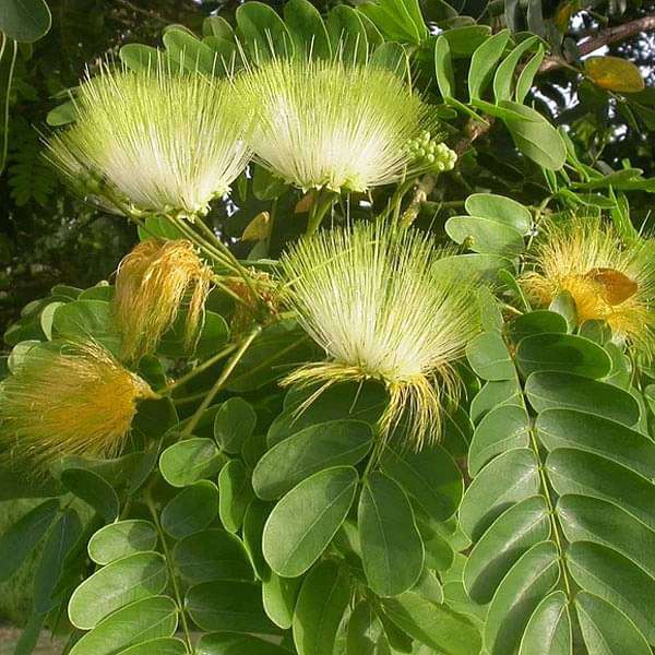 Green Albizia Flower Seeds for Planting – Heirloom, Non-GMO, High Germination Organic Garden Seeds, Cut Flower Favorite