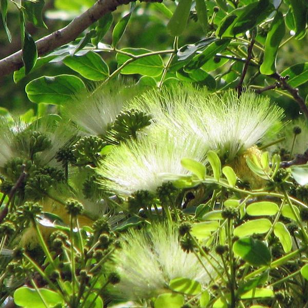 Green Albizia Flower Seeds for Planting – Heirloom, Non-GMO, High Germination Organic Garden Seeds, Cut Flower Favorite