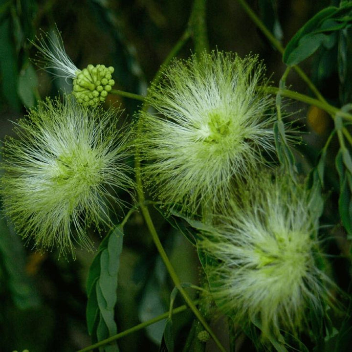Green Albizia Flower Seeds for Planting – Heirloom, Non-GMO, High Germination Organic Garden Seeds, Cut Flower Favorite