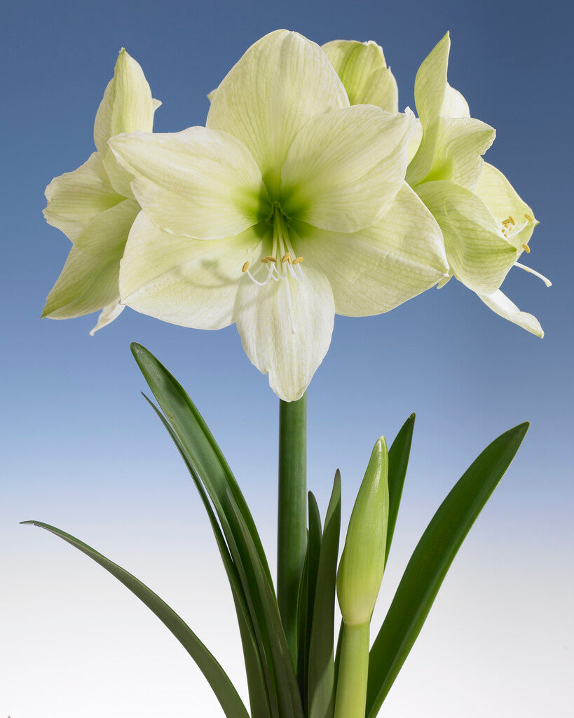 Green Amaryllis Flower Seeds for Planting – Heirloom, Non-GMO, High Germination Organic Garden Seeds