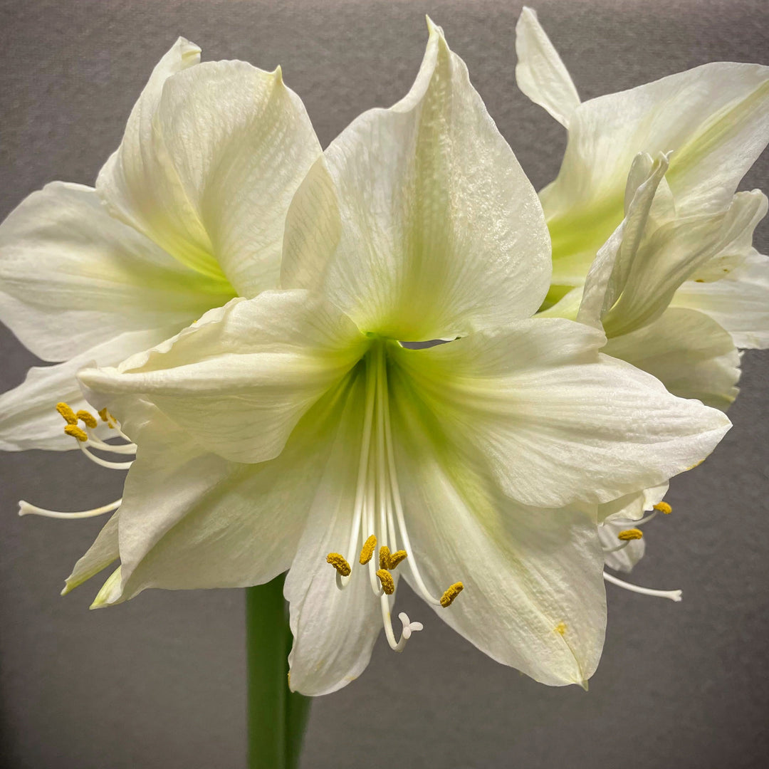 Green Amaryllis Flower Seeds for Planting – Heirloom, Non-GMO, High Germination Organic Garden Seeds