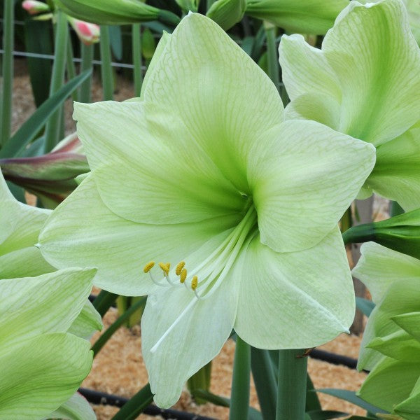 Green Amaryllis Flower Seeds for Planting – Heirloom, Non-GMO, High Germination Organic Garden Seeds