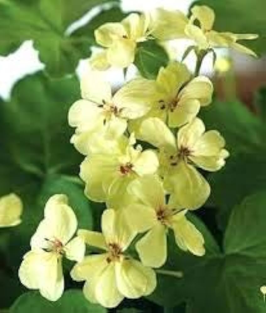 Green Univalve Geranium Flower Seeds for Planting – Heirloom, Non-GMO, High Germination Organic Garden Seeds, Sun-Loving Blooms