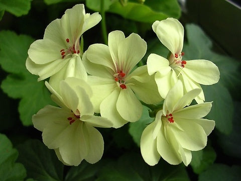 Green Univalve Geranium Flower Seeds for Planting – Heirloom, Non-GMO, High Germination Organic Garden Seeds, Sun-Loving Blooms