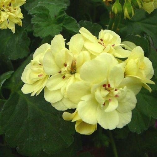 Green Univalve Geranium Flower Seeds for Planting – Heirloom, Non-GMO, High Germination Organic Garden Seeds, Sun-Loving Blooms