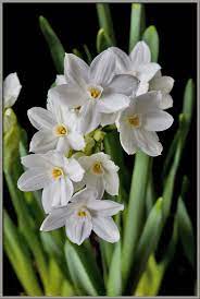 Green White Narcissus Flower Seeds for Planting - Heirloom, Non-GMO, High Germination Organic Garden Seeds