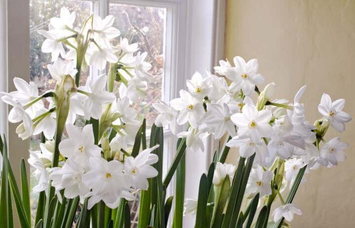 Green White Narcissus Flower Seeds for Planting - Heirloom, Non-GMO, High Germination Organic Garden Seeds