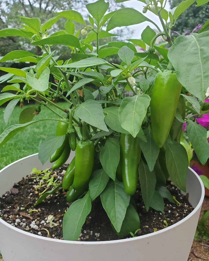 Jalapeno Pepper Seeds for Planting – Heirloom & Non-GMO Vegetable Seeds