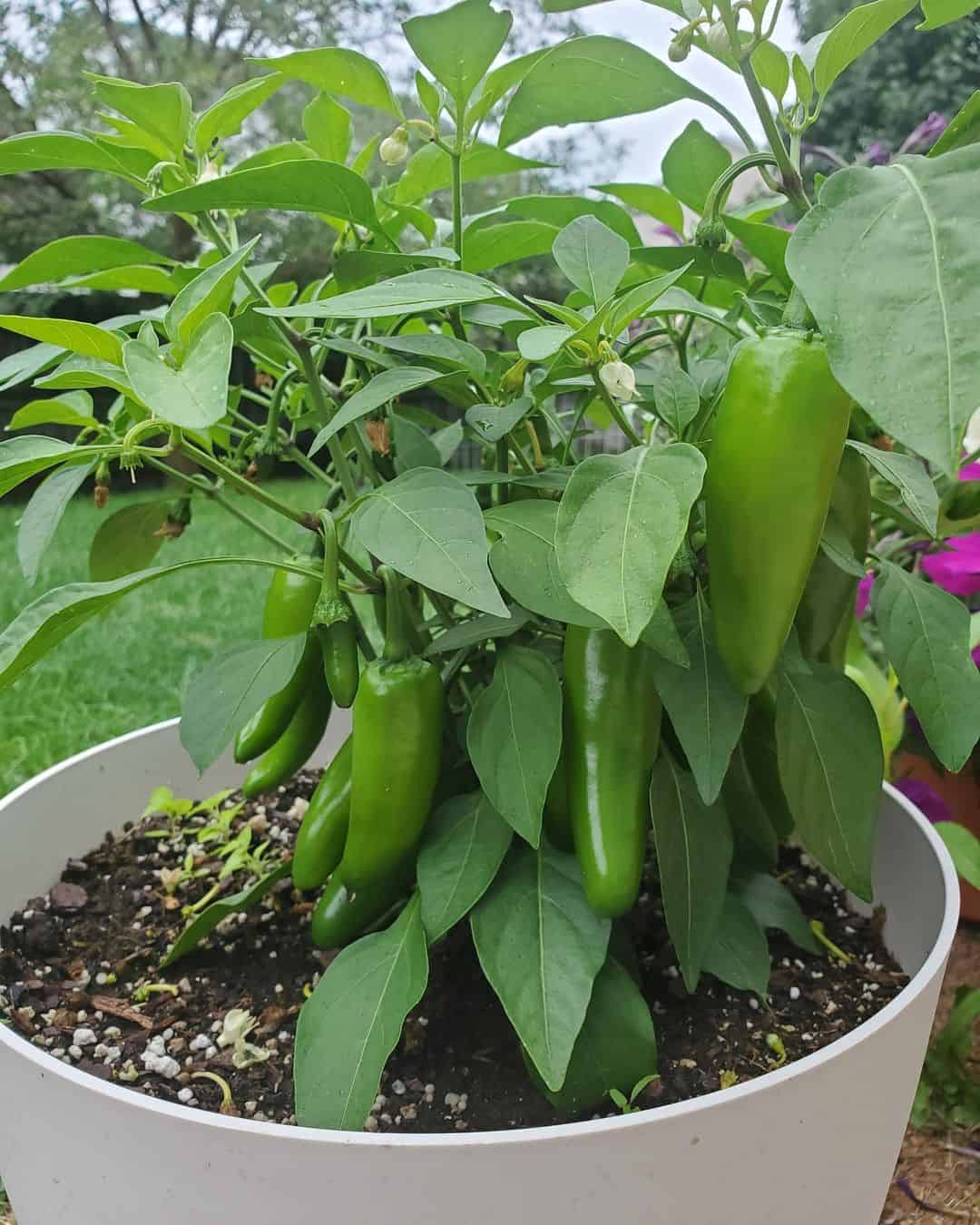 Jalapeño Pepper Seeds for Planting – Heirloom & Non-GMO Vegetable Seeds