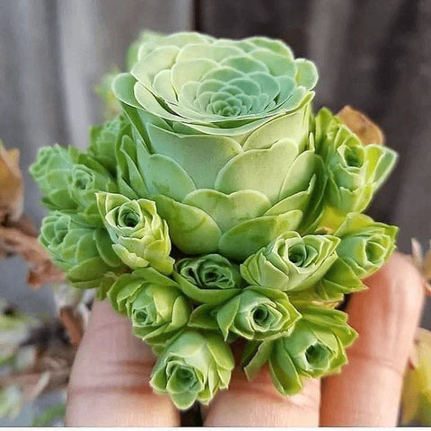 Flower Seeds, Seeds,Seeds For Planting,Plant Seeds