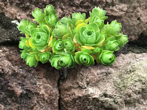 Green Greenovia Flower Seeds for Planting – Heirloom, Non-GMO, High Germination Organic Garden Seeds