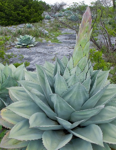 Green Agave Parryi Flower Seeds for Planting | Heirloom Non-GMO, High Germination, Organic Garden Seeds