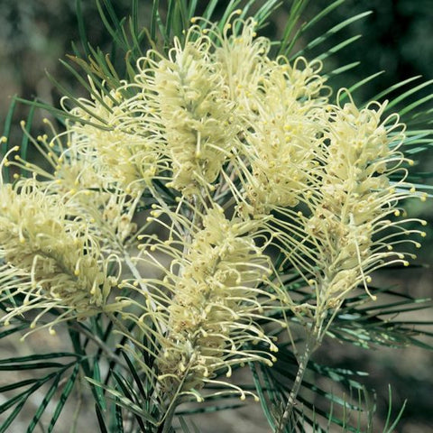 Flower Seeds, Seeds,Seeds For Planting,Plant Seeds