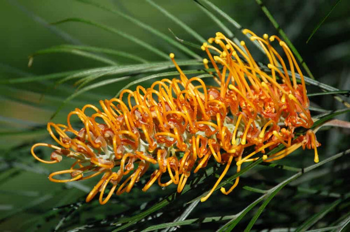 Colorful Grevillea Flower Seeds for Planting – Fragrant Blossoms, Heirloom, Non-GMO, High Germination Organic Garden Seeds