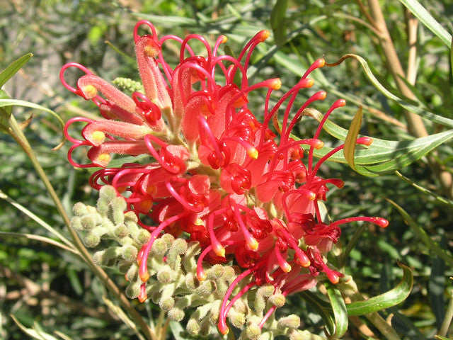 Flower Seeds, Seeds,Seeds For Planting,Plant Seeds