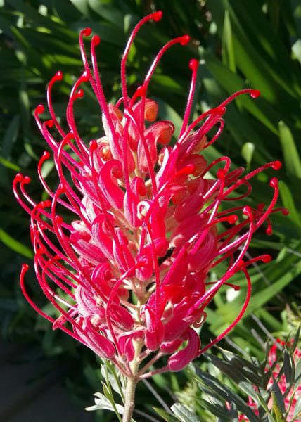 Red Grevillea Robusta Flower Seeds for Planting – Cut Flower Favorite, Heirloom, Non-GMO Organic Garden Seeds
