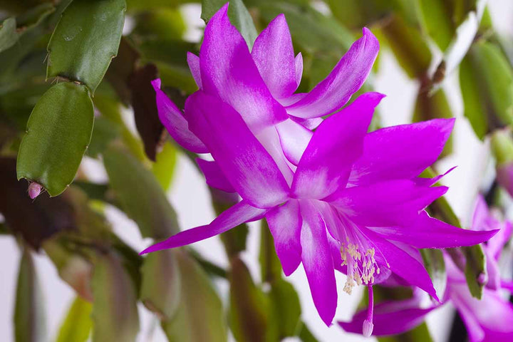 Purple White Schlumbergera Seeds for Planting – Heirloom, Non-GMO, Drought Tolerant, High Germination