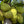 Yellow Jackfruit fruit seeds for planting - Heirloom & Non-GMO Garden seeds