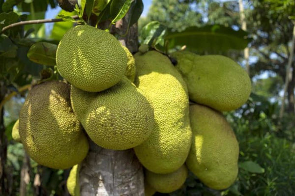 Yellow Jackfruit fruit seeds for planting - Heirloom & Non-GMO Garden seeds
