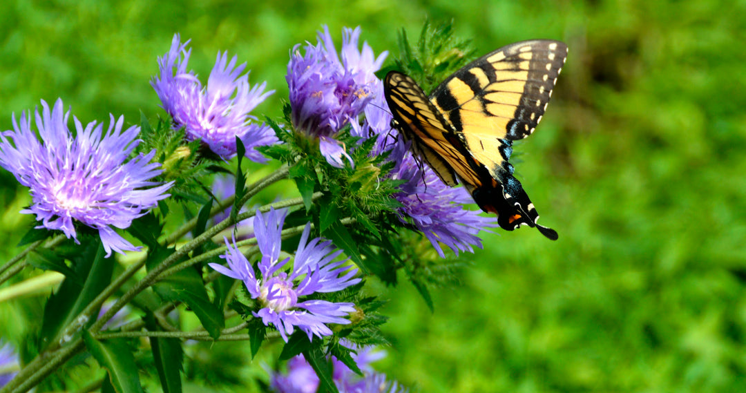 Stoke's Aster Flower Seeds for Planting – Heirloom, Non-GMO, High Germination Organic Garden Seeds