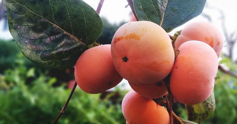 Pink Persimmon Fruit seeds – Heirloom, Non-GMO Seeds for Planting Sweet, Healthy Orchard Trees