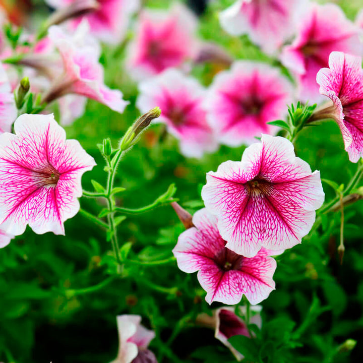 Flower Seeds, Seeds,Seeds For Planting,Plant Seeds