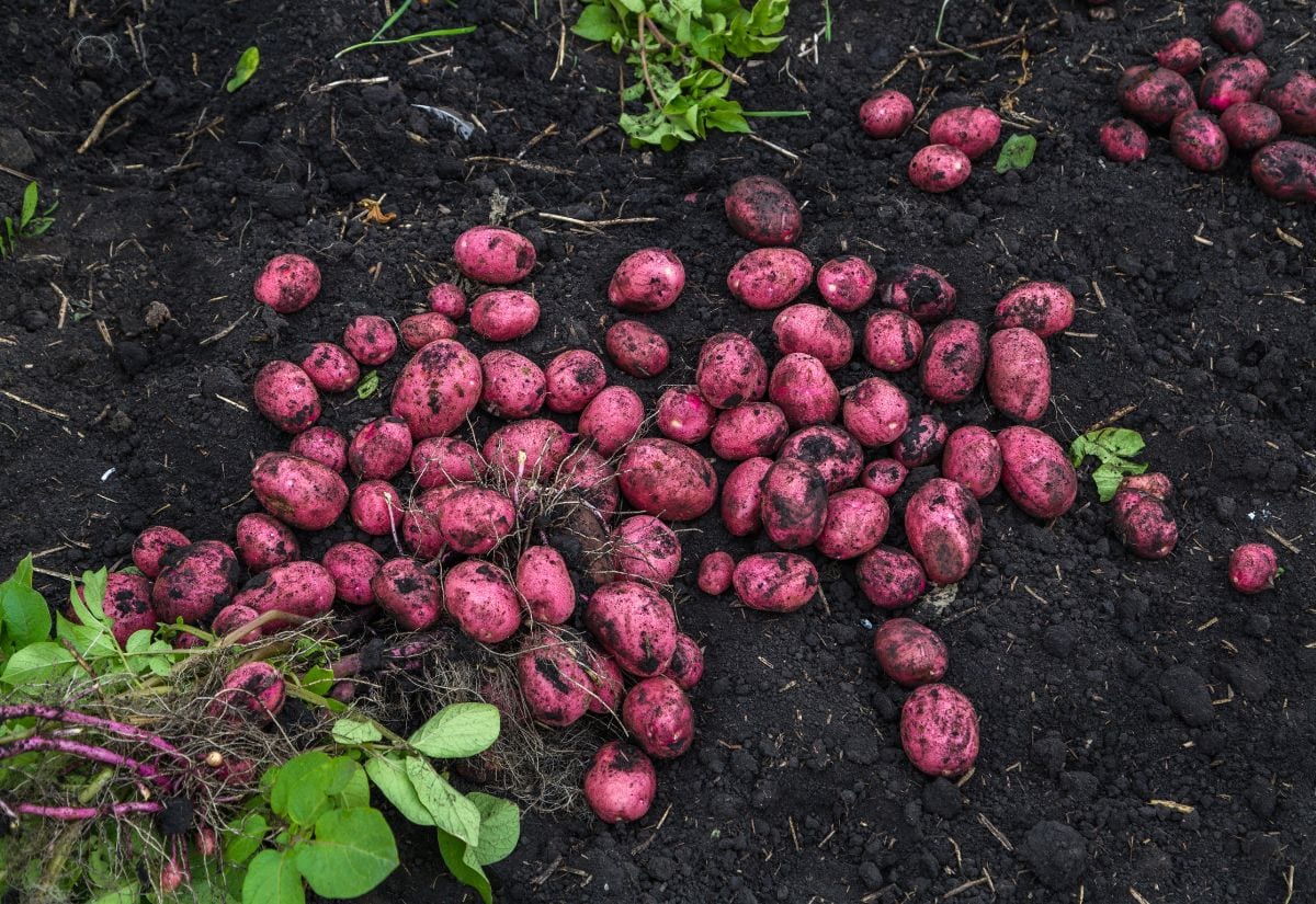 Red Potato Seeds for Planting – Heirloom, Non-GMO, High-Yield Root Vegetable – High Germination