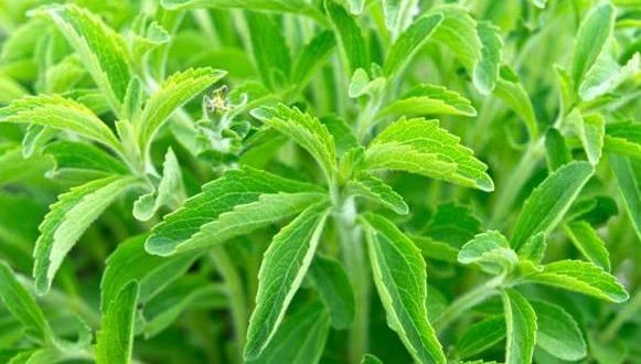 Starleaf Stevia Herb Seeds for Planting – Heirloom, Non-GMO, Organic Garden Seeds with High Germination