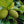Artocarpus Breadfruit Fruit Seeds for Planting – Heirloom Non-GMO Tropical Tree Seeds with High GerminationSeeds