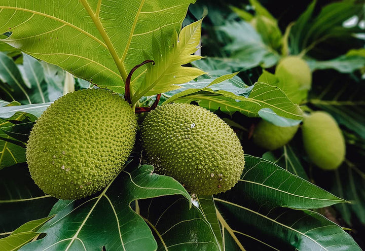 Artocarpus Breadfruit Fruit Seeds for Planting – Heirloom Non-GMO Tropical Tree Seeds with High GerminationSeeds