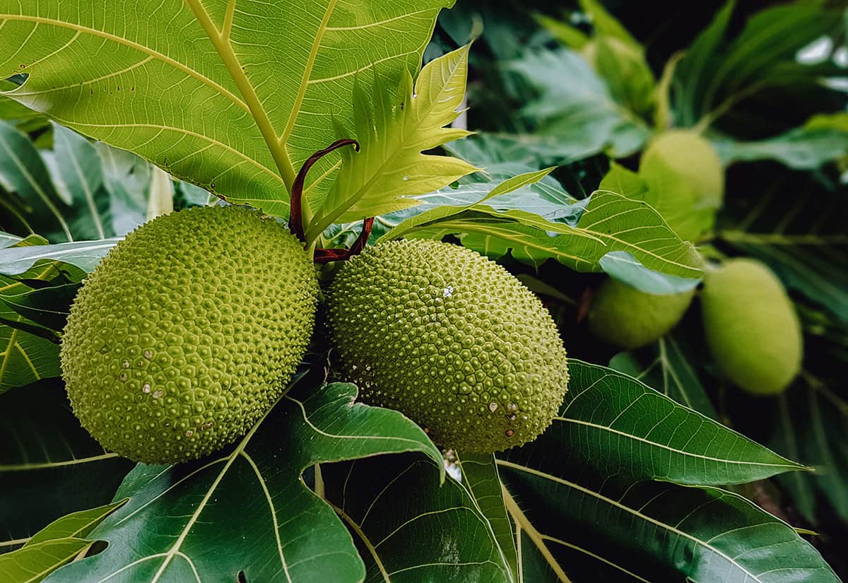 Artocarpus Breadfruit Fruit Seeds for Planting – Heirloom, Non-GMO Tropical Tree Seeds