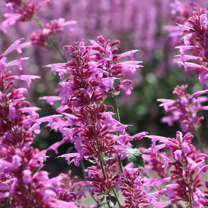 Agastache Cana Flower Seeds for Planting – Heirloom Non-GMO, High Germination Organic Garden Seeds