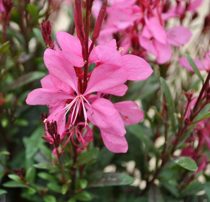 Gaura Lindheimeri Pink, Whirling Butterflies Flower Seeds for Planting – Garden Favorite, Heirloom, Non-GMO & Organic Garden Seeds