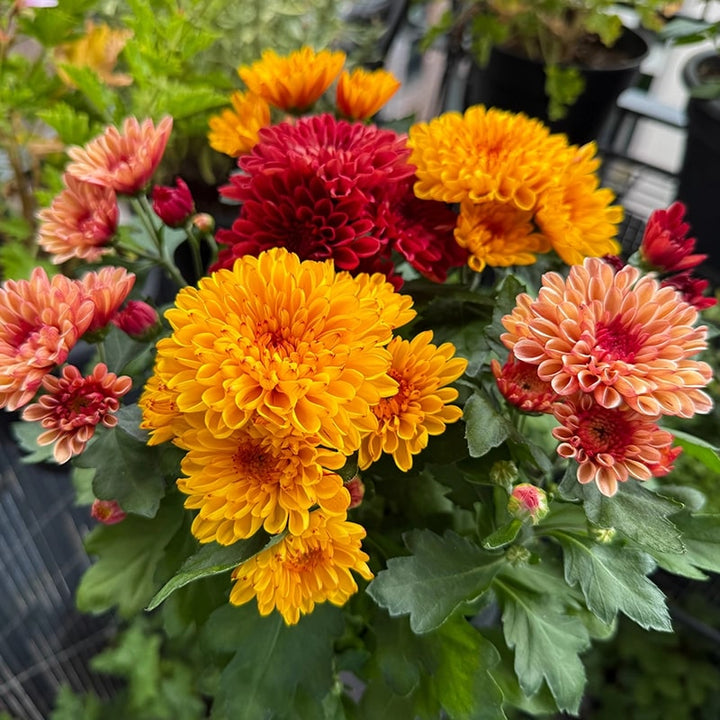 Dutch Chrysanthemum Flower Seeds for Planting – Heirloom, Non-GMO, Organic Garden Seeds, High Germination